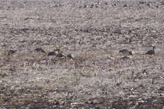 Chloephaga rubidiceps