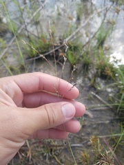 Eragrostis atrovirens