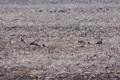 Chloephaga rubidiceps