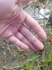 Eragrostis atrovirens