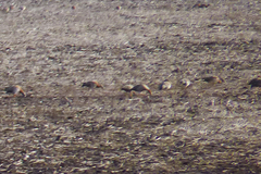 Chloephaga rubidiceps