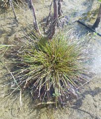 Eleocharis geniculata