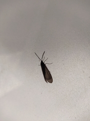 Lepidoptera