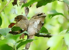 Batrachostomus moniliger