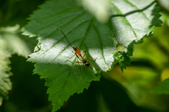 Aulacidae