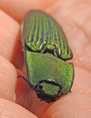 Chalcolepidius oxydatus