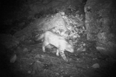 Felis lybica ornata