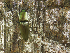 Chalcolepidius oxydatus