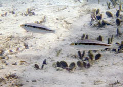 Lethrinus variegatus