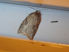 Acleris chalybeana