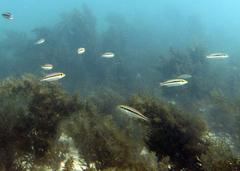 Lethrinus variegatus