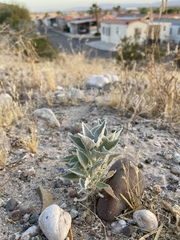 Tidestromia suffruticosa