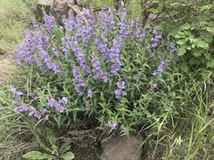 Penstemon venustus