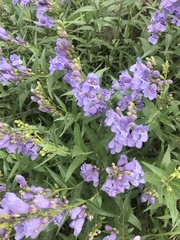 Penstemon venustus