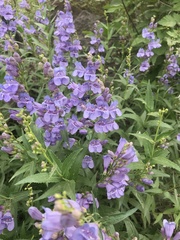 Penstemon venustus