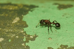 Dilobocondyla fouqueti