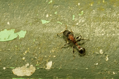 Dilobocondyla fouqueti