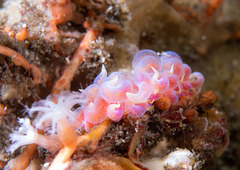 Phyllodesmium poindimiei