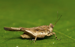 Paratettix cingalensis
