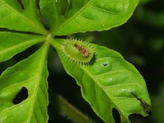 Cassida circumdata