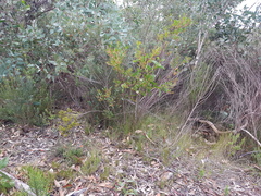 Eriochilus collinus collinus