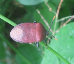 Coridius