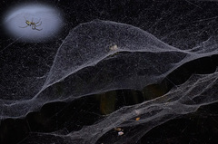 Cyrtophora cicatrosa