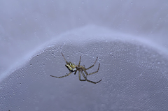 Cyrtophora cicatrosa