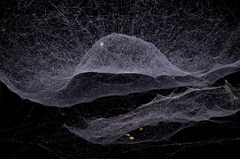 Cyrtophora cicatrosa