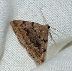 Zanclognatha dentata