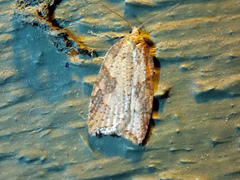 Acleris chalybeana