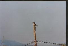 Oenanthe melanoleuca