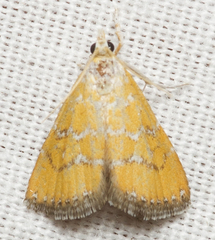 Xanthophysa psychicalis