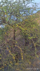 Leuenbergeria guamacho