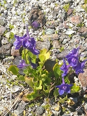Delphinium uliginosum