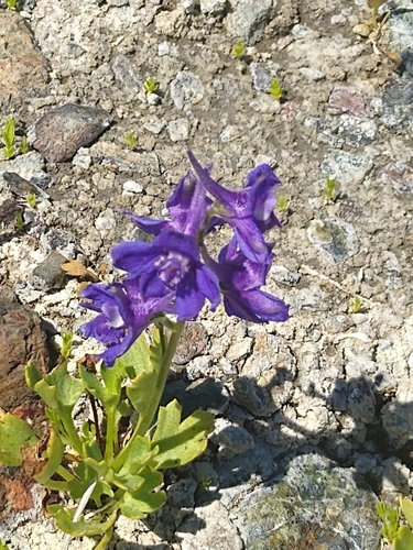 Image of Delphinium uliginosum by no rights reserved