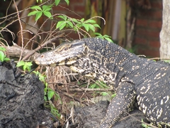 Varanus salvator salvator