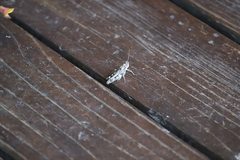 Dendrotettix quercus