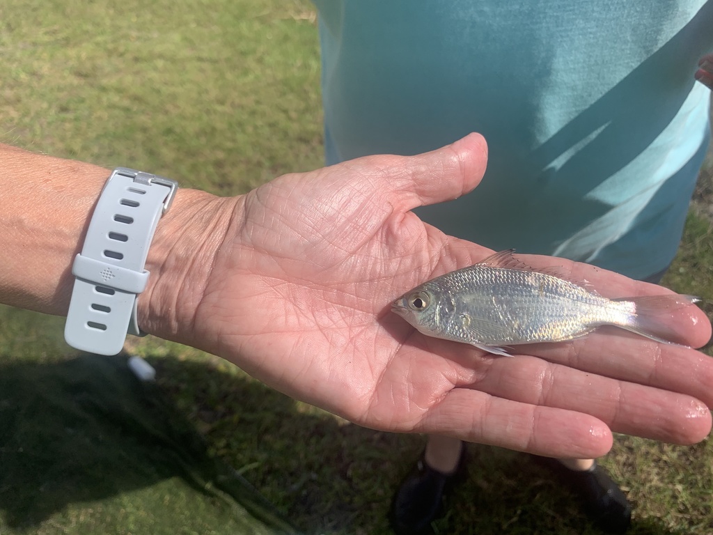 Silver Jenny from Little Lagoon, Gulf Shores, AL, US on June 5, 2020 at