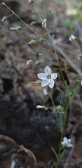 Hesperolinon spergulinum