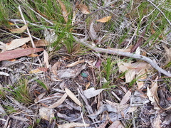 Eriochilus collinus collinus