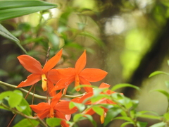 Prosthechea vitellina