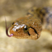 Chequered Keelback - Photo (c) sunnyjosef, some rights reserved (CC BY)