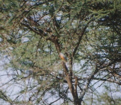 Melaenornis semipartitus