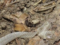 Platydracus cinnamopterus