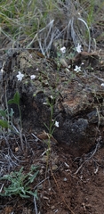 Hesperolinon spergulinum