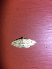 Melanolophiini