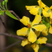 Ochna integerrima - Photo (c) 曾云保, some rights reserved (CC BY-NC), uploaded by 曾云保