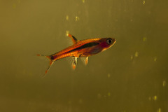 Chili Rasbora photo 2