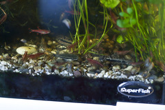 Chili Rasbora photo 3